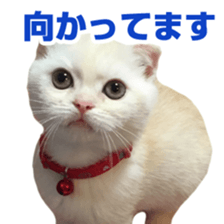 Sticker of Pathetic face Scottish Fold 3 sticker #15724944