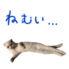 Sticker of Pathetic face Scottish Fold 3 sticker #15724945