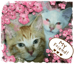 Lovely Cats #5 sticker #15734207