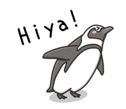 African penguin sticker #15735402