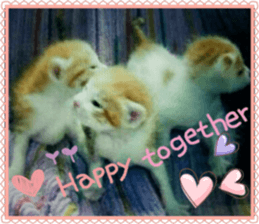 Lovely Cats #2 sticker #15736778