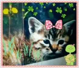 Lovely Cats #2 sticker #15736781