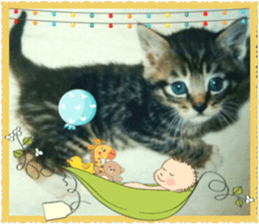 Lovely Cats #2 sticker #15736782