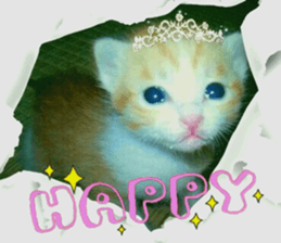 Lovely Cats #2 sticker #15736783