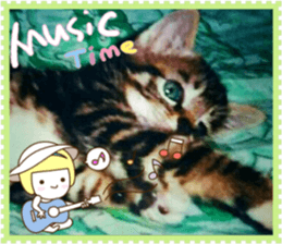 Lovely Cats #2 sticker #15736784