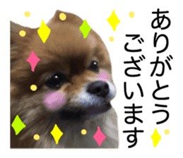 RASUZOU THE DOG Photo1 sticker #15737746