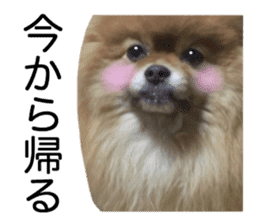 RASUZOU THE DOG Photo1 sticker #15737762