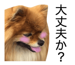 RASUZOU THE DOG Photo1 sticker #15737766