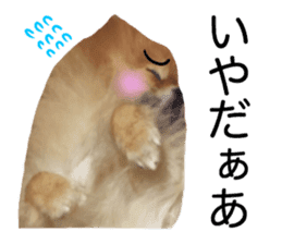 RASUZOU THE DOG Photo1 sticker #15737772