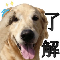 Golden Retriever [Regular] sticker #15742538