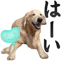 Golden Retriever [Regular] sticker #15742539