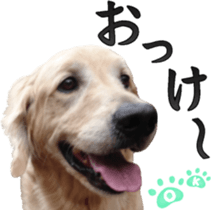 Golden Retriever [Regular] sticker #15742540