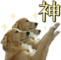 Golden Retriever [Regular] sticker #15742541