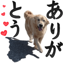 Golden Retriever [Regular] sticker #15742542