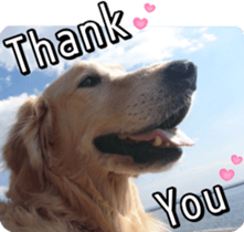 Golden Retriever [Regular] sticker #15742543