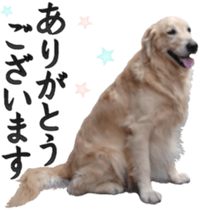 Golden Retriever [Regular] sticker #15742544