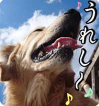 Golden Retriever [Regular] sticker #15742545