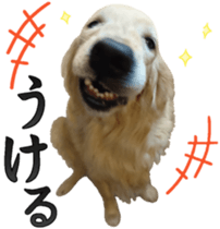 Golden Retriever [Regular] sticker #15742546