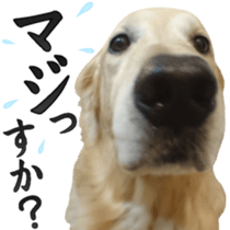 Golden Retriever [Regular] sticker #15742548