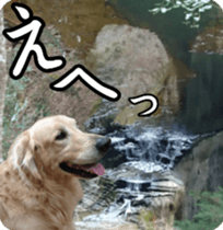 Golden Retriever [Regular] sticker #15742550