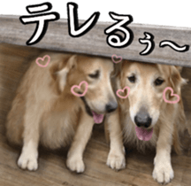 Golden Retriever [Regular] sticker #15742551