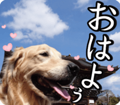 Golden Retriever [Regular] sticker #15742555