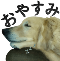 Golden Retriever [Regular] sticker #15742556