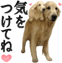 Golden Retriever [Regular] sticker #15742557