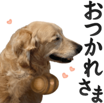 Golden Retriever [Regular] sticker #15742558
