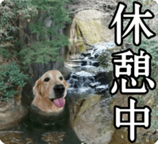 Golden Retriever [Regular] sticker #15742560