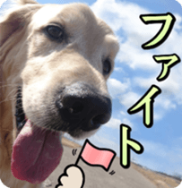 Golden Retriever [Regular] sticker #15742561