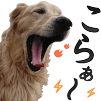 Golden Retriever [Regular] sticker #15742563