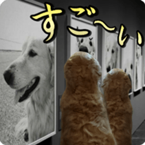 Golden Retriever [Regular] sticker #15742564