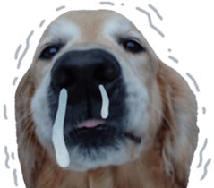 Golden Retriever [Regular] sticker #15742565