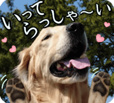 Golden Retriever [Regular] sticker #15742566