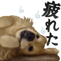 Golden Retriever [Regular] sticker #15742568