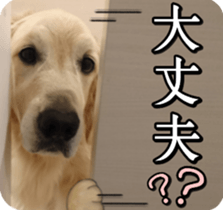 Golden Retriever [Regular] sticker #15742570