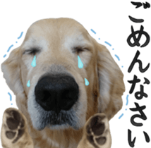 Golden Retriever [Regular] sticker #15742572