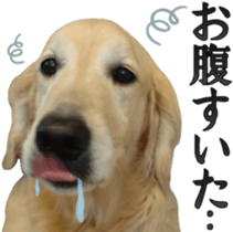 Golden Retriever [Regular] sticker #15742573