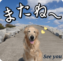 Golden Retriever [Regular] sticker #15742577