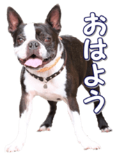 frenchbulldogfan sticker #15748178
