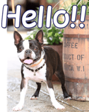 frenchbulldogfan sticker #15748179