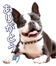 frenchbulldogfan sticker #15748180