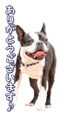 frenchbulldogfan sticker #15748181