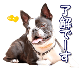 frenchbulldogfan sticker #15748182