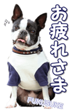 frenchbulldogfan sticker #15748183