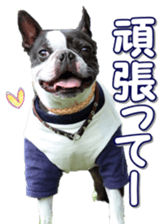 frenchbulldogfan sticker #15748184
