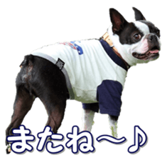 frenchbulldogfan sticker #15748185