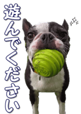 frenchbulldogfan sticker #15748186