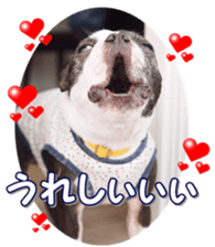 frenchbulldogfan sticker #15748187